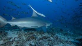 Entran en mercados españoles cámara en mano para destapar el gran problema de la pesca y les llueven amenazas
