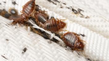 Una empresa de control de plagas te ayuda a saber si tus invasores son garrapatas o bien otra cosa
