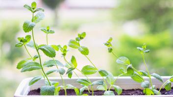Estos son todos los beneficios para la salud de la menta