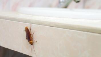 Adiós a las cucarachas: aplica una sola gota en casa y acaba con los insectos en primavera y verano