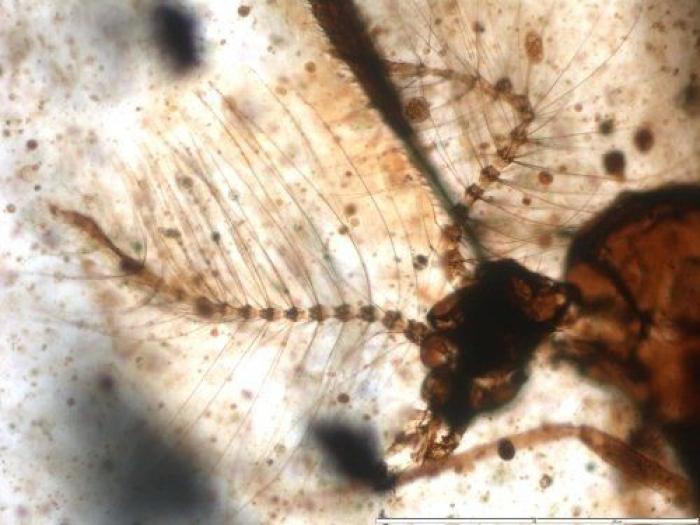 Tres consejos que te interesan si eres un imán para los mosquitos