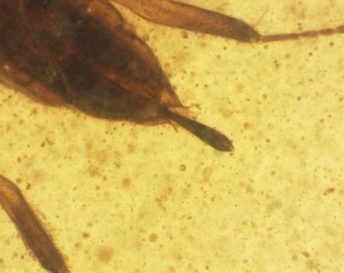 Tres consejos que te interesan si eres un imán para los mosquitos