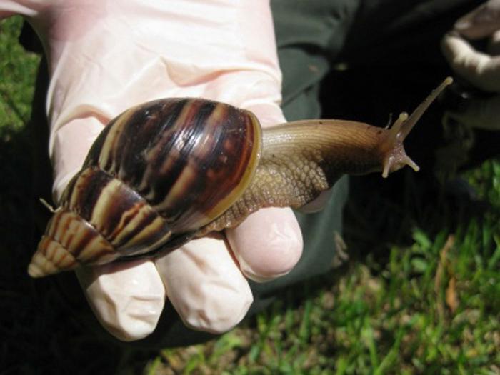Muere 'El Solitario George', el último caracol arborícola de su especie